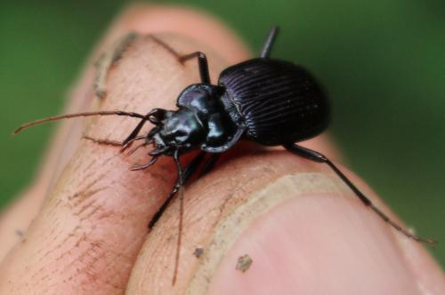 Nebria kratteri